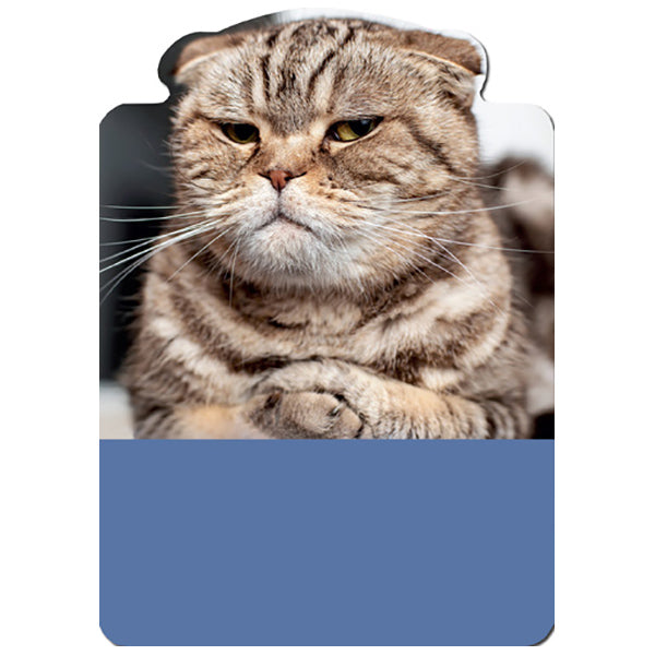 Chat : Sur les nerfs - Carte d'anniversaire