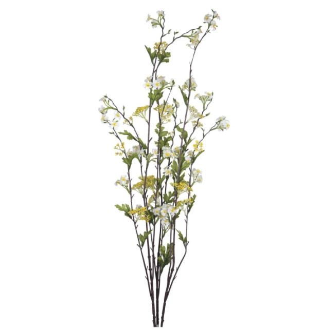 Wild Jasmine Bush Creamy Yellow