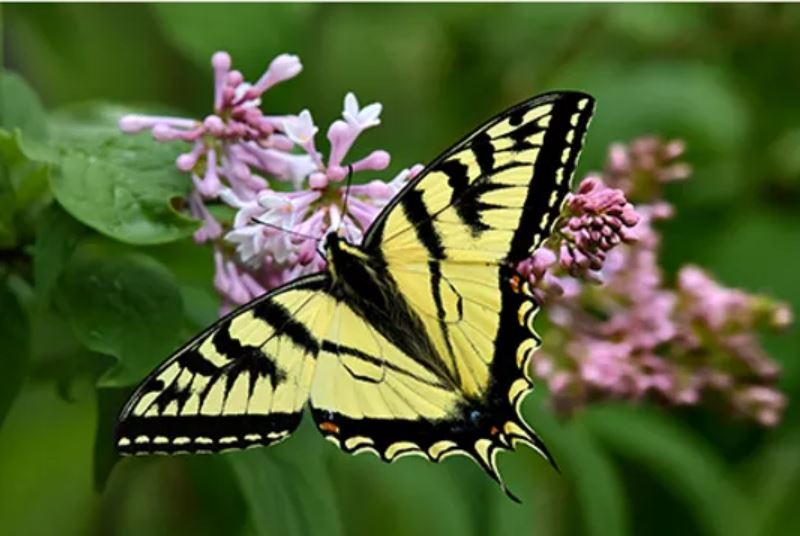 Tiger Swallowtail Greeting Card