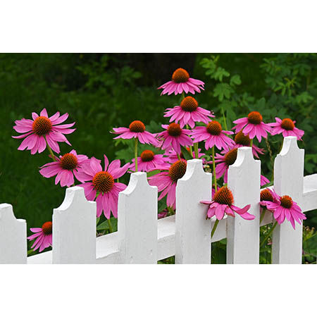 Geof Burbidge Photography Cards - Spring/Summer