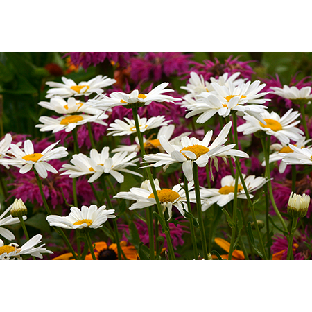 Geof Burbidge Photography Cards - Spring/Summer