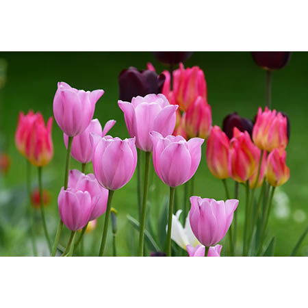 Geof Burbidge Photography Cards - Spring/Summer