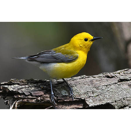 Geof Burbidge Photography Cards - Spring/Summer