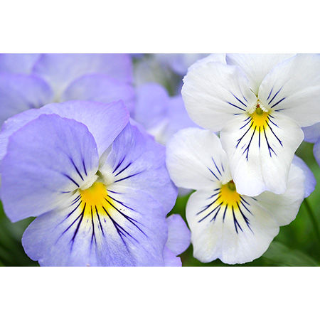 Geof Burbidge Photography Cards - Spring/Summer