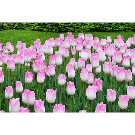 Geof Burbidge Photography Cards - Spring/Summer