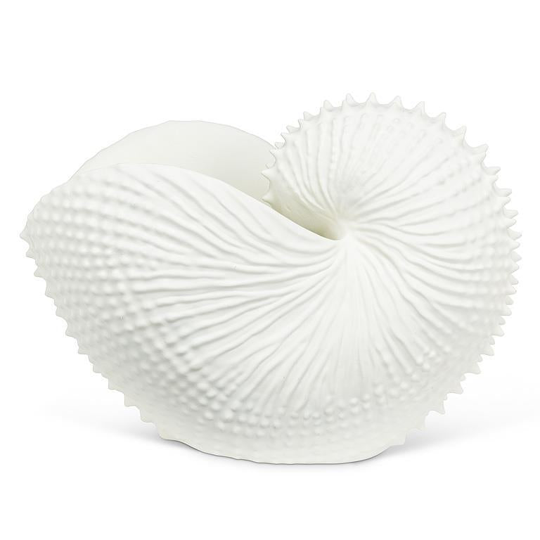 Jumbo Nautilus Shell Holder