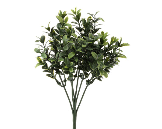 Deluxe Boxwood Bush