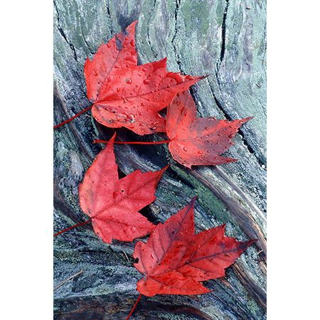 Geof Burbidge Autumn Greeting Cards