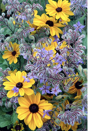Geof Burbidge Photography Cards - Spring/Summer