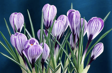 Geof Burbidge Photography Cards - Spring/Summer