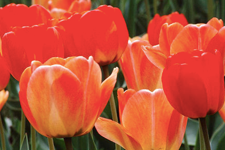 Geof Burbidge Photography Cards - Spring/Summer