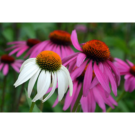 Geof Burbidge Photography Cards - Spring/Summer