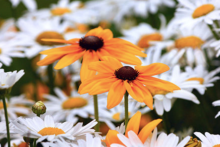 Geof Burbidge Photography Cards - Spring/Summer