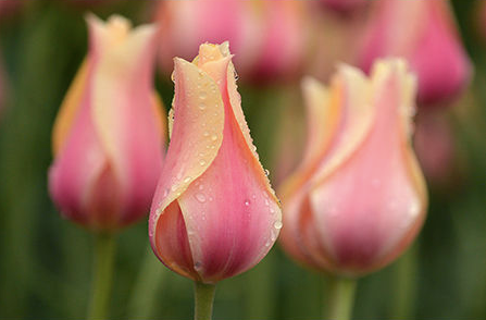 Geof Burbidge Photography Cards - Spring/Summer