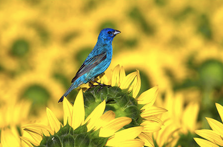 Geof Burbidge Photography Cards - Spring/Summer