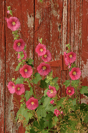 Geof Burbidge Photography Cards - Spring/Summer