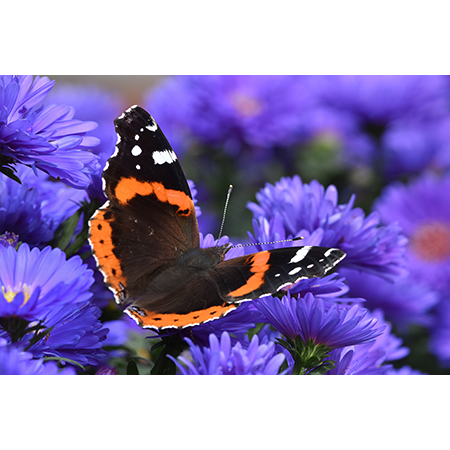 Geof Burbidge Photography Cards - Spring/Summer