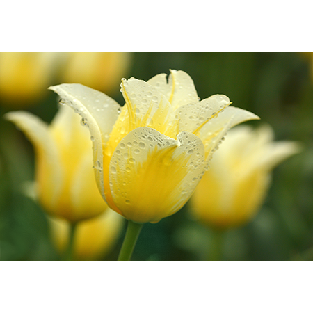 Geof Burbidge Photography Cards - Spring/Summer