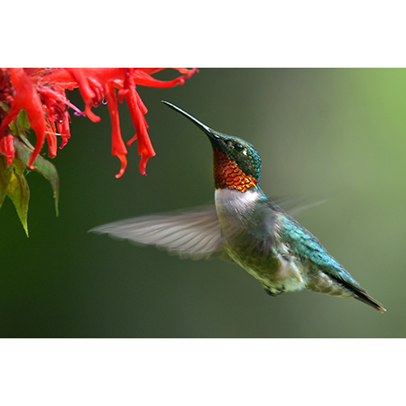 Geof Burbidge Photography Cards - Spring/Summer