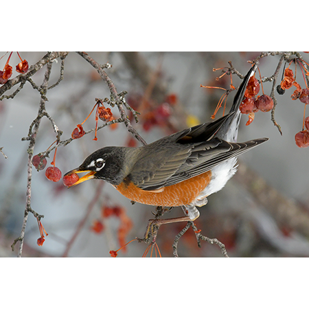 Geof Burbidge Photography Cards - Spring/Summer