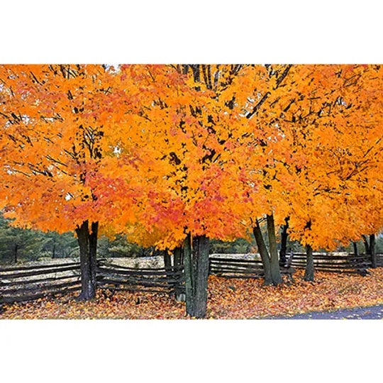 Geof Burbidge Autumn Greeting Cards