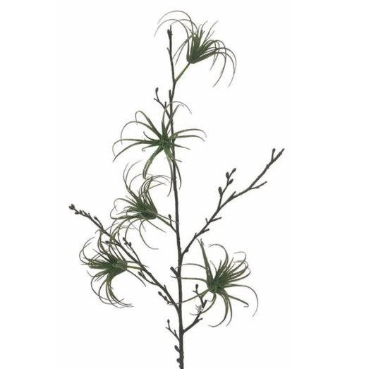 Air Plant Branch