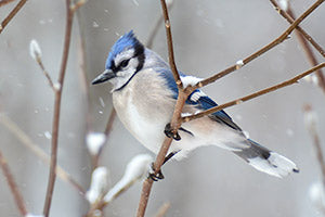 Geof Burbidge Winter Greeting Cards