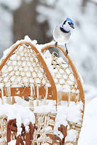 Geof Burbidge Winter Greeting Cards