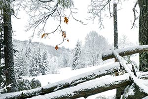 Geof Burbidge Winter Greeting Cards