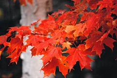 Geof Burbidge Autumn Greeting Cards
