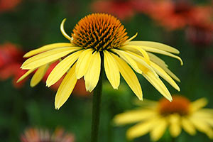 Geof Burbidge Autumn Greeting Cards