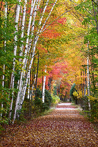 Geof Burbidge Autumn Greeting Cards