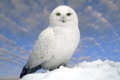 Geof Burbidge Winter Greeting Cards