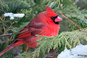 Geof Burbidge Winter Greeting Cards