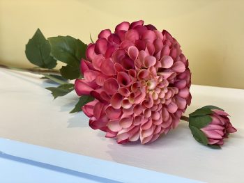 Dahlia