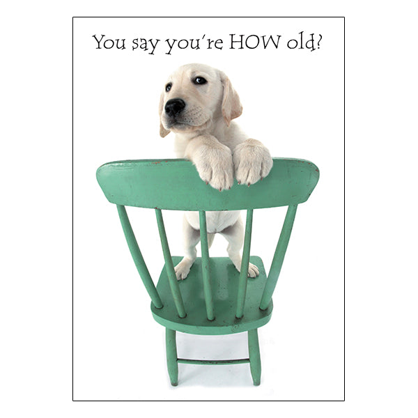 Lab in Green Chair - Birthday Card