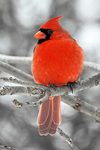 Geof Burbidge Winter Greeting Cards