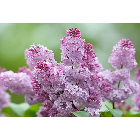 Geof Burbidge Photography Cards - Spring/Summer
