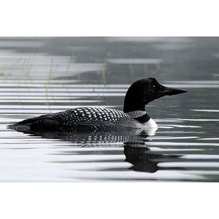 Geof Burbidge Photography Cards - Spring/Summer